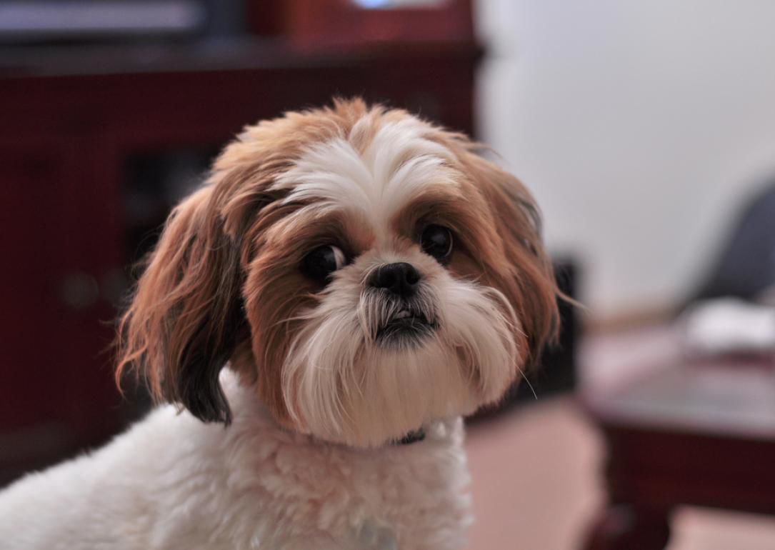 #4. Shih Tzu